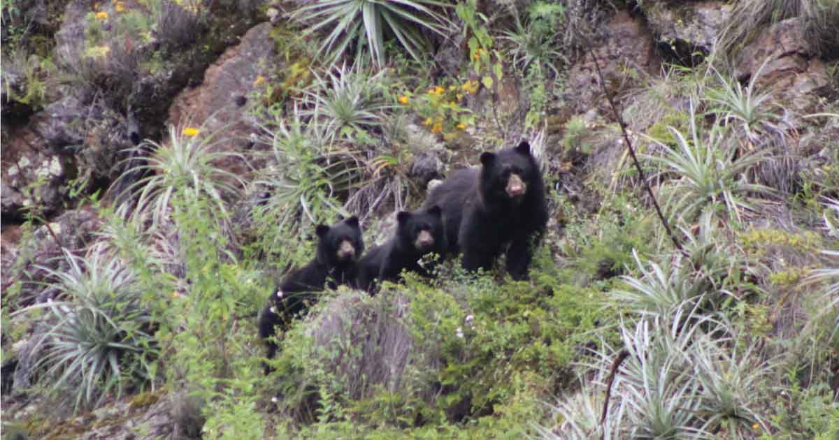 Se registran tres ejemplares de oso andino en el Perú